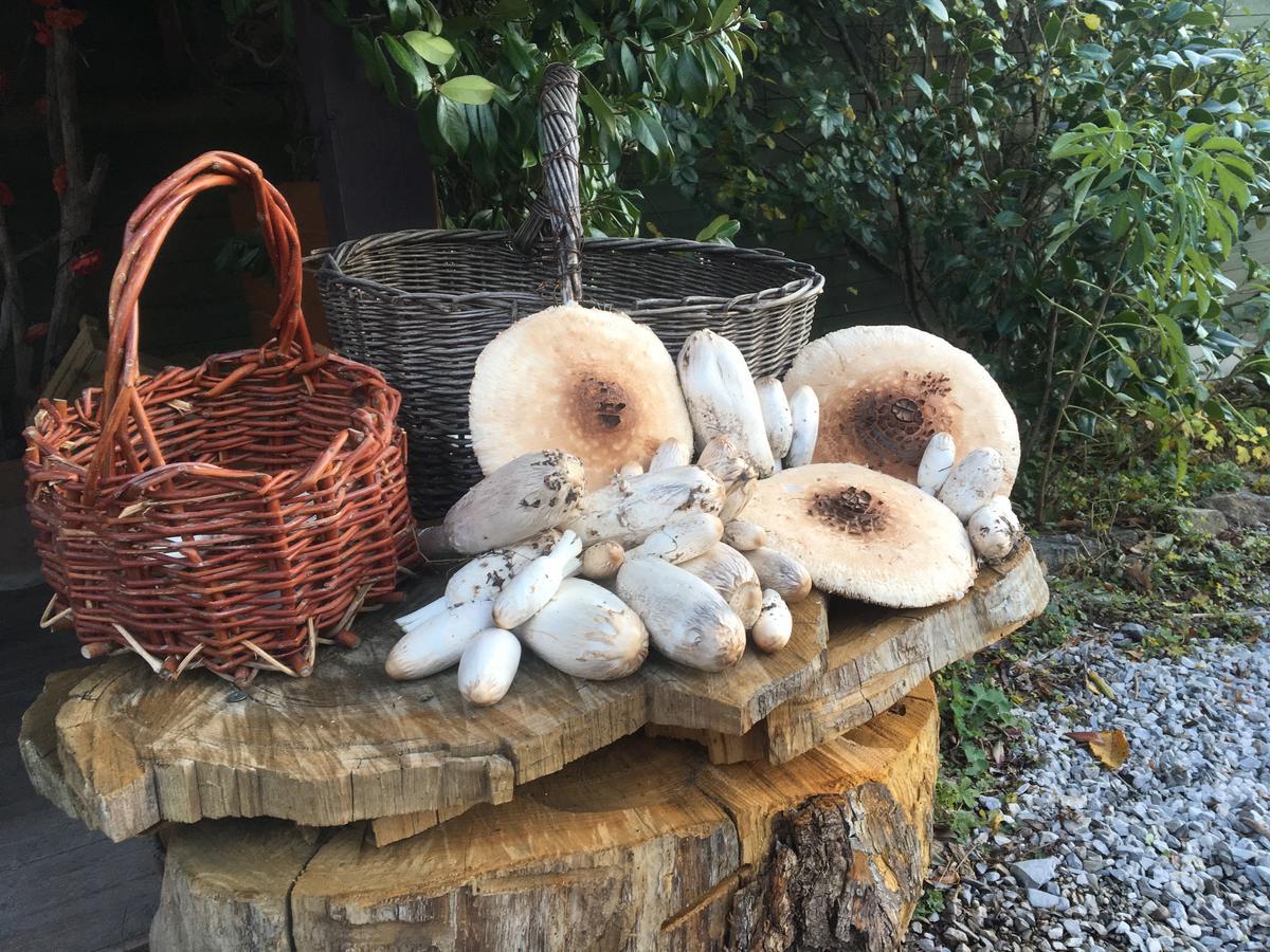 Stibiveri Agriturismo Il Mulino חדר תמונה